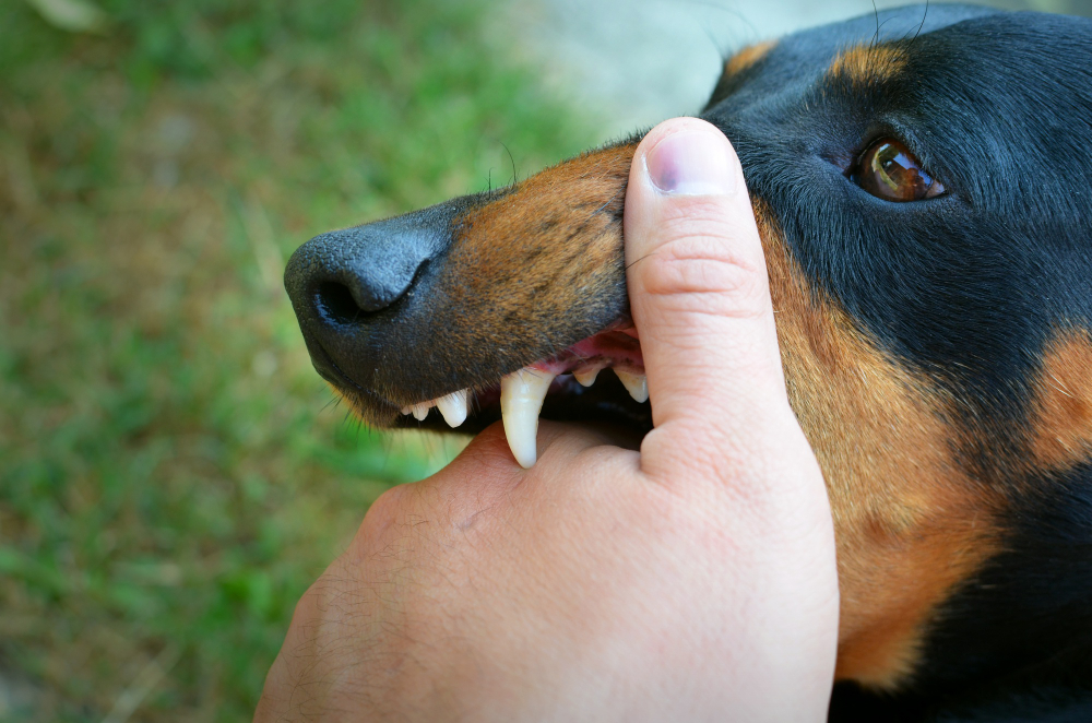 vicious-dog-showing-teeth-biting-hand